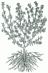 kerti kakukkfű metszet