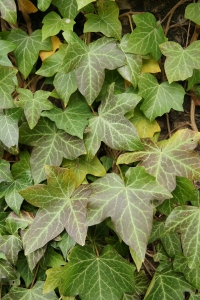 Hedera helix L.