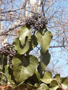 Hedera Helix L.