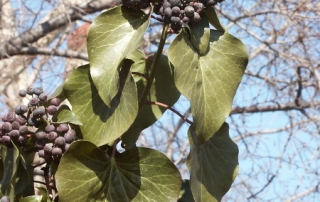 Hedera Helix L.