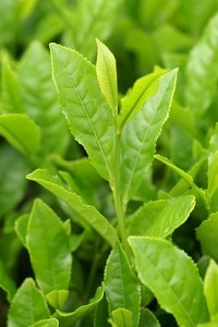 Copyright http://www.netherbarium.hu