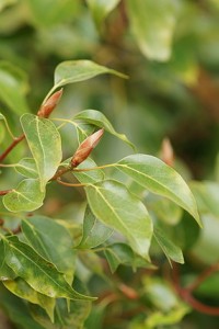 Copyright http://www.netherbarium.hu