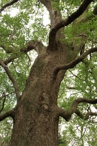 Copyright http://www.netherbarium.hu