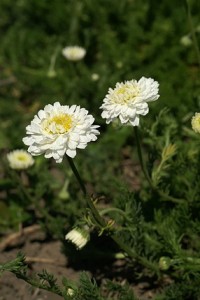 Copyright http://www.netherbarium.hu