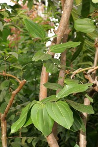 Copyright http://www.netherbarium.hu