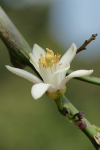 Copyright http://www.netherbarium.hu