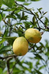 Copyright http://www.netherbarium.hu