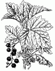 Ribes nigrum